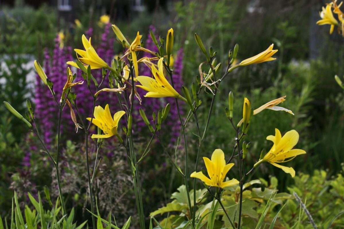 daglelie Hemerocallis citrina