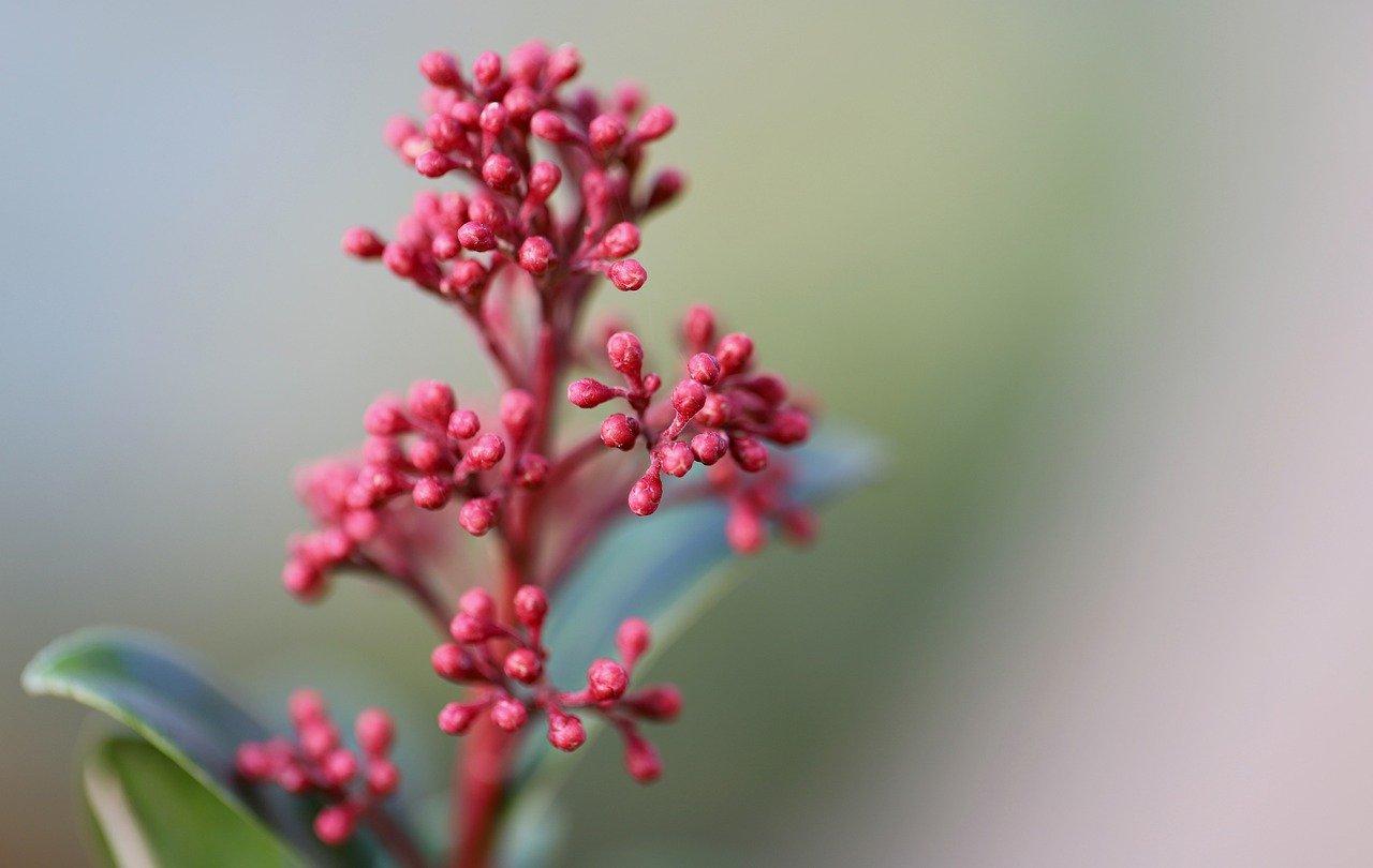 Winterharde planten