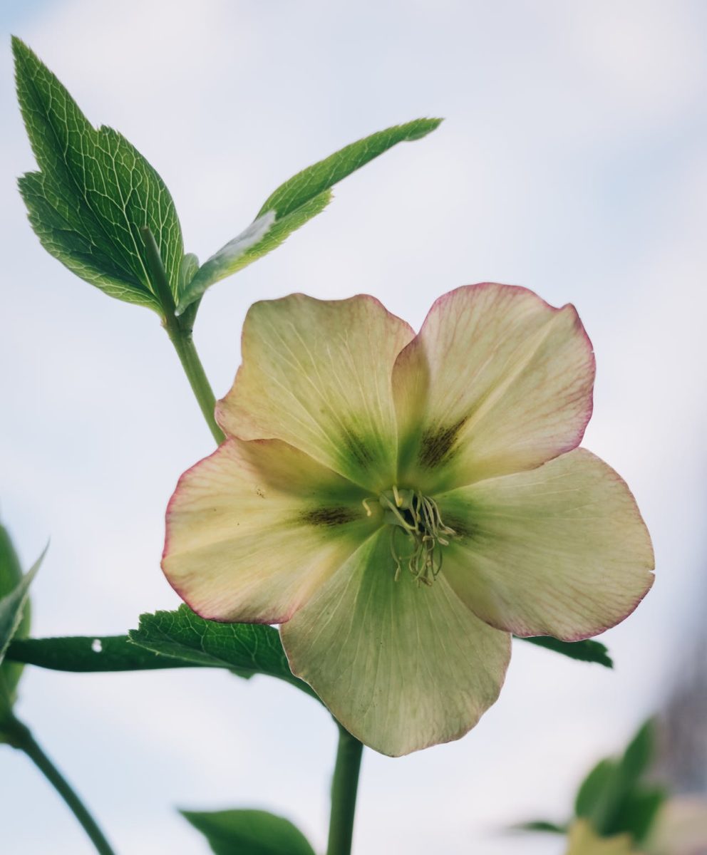 winterharde planten