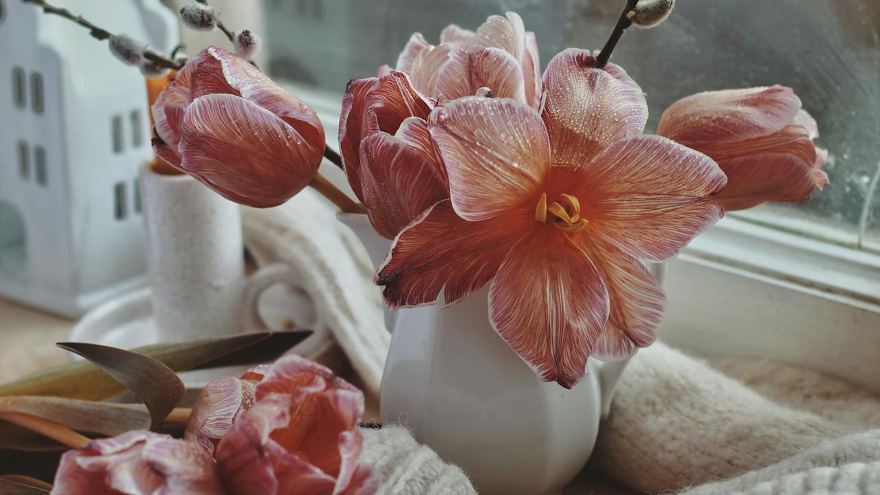 Amaryllis