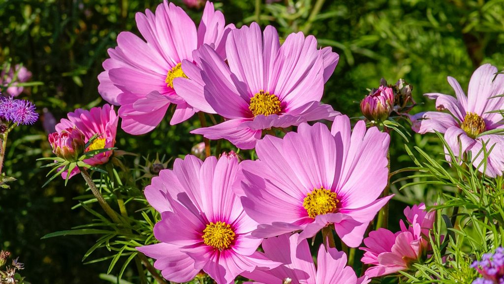 Cosmea