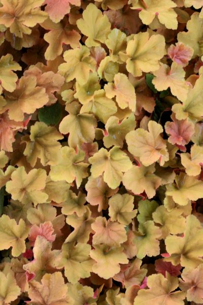 Heuchera Caramel Heuchera Caramel