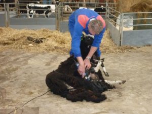 31 mei schaapscheerdag op Zorgvrij