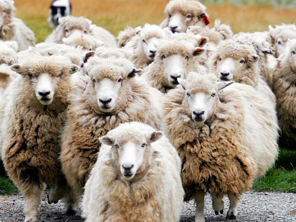 schapen wol