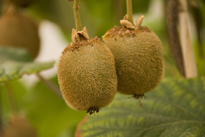 Actinidia deliciosa  kiwi Actinidia deliciosa  kiwi