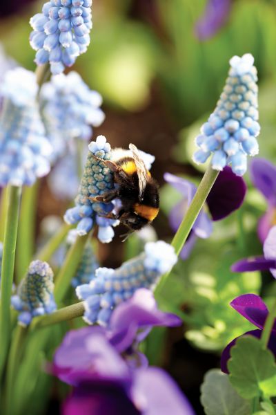 Bijen Muscari armeniacum