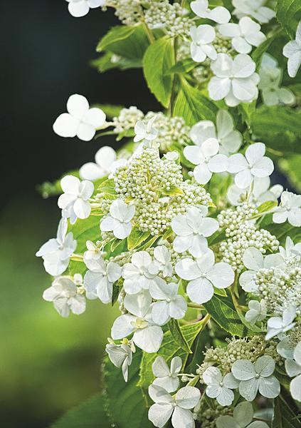 vlinderhortensia