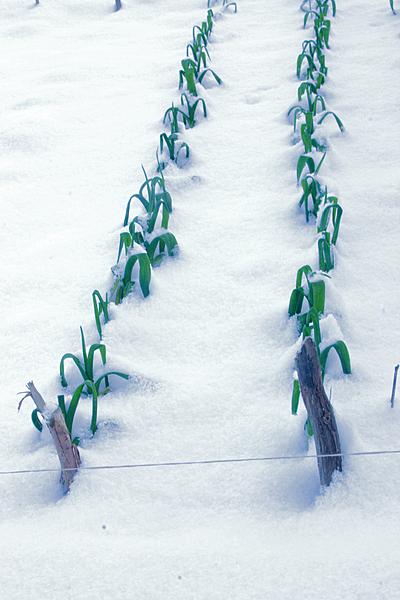 knoflook, sneeuw knoflook, sneeuw