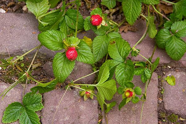 bosaardbei - wilde aardbeien
