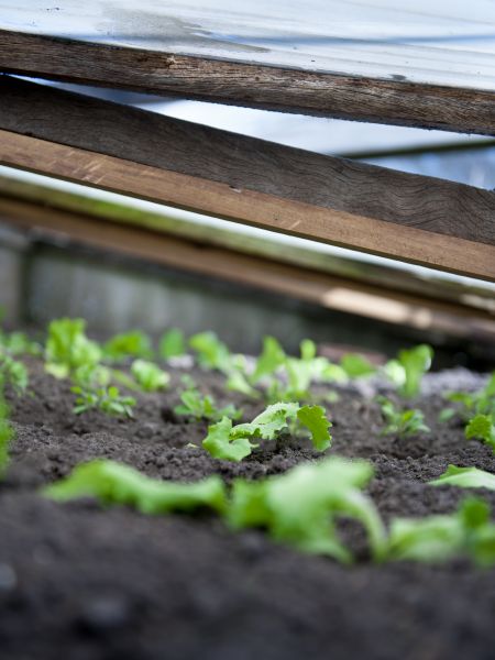 koude bak plantjes koude bak plantjes