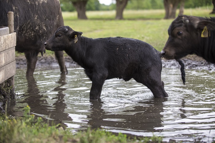 waterbuffels