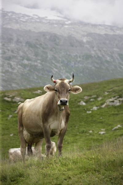 alpen koe