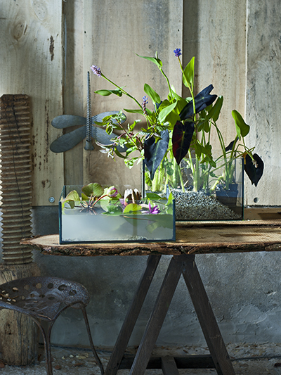 vijverplanten in huis