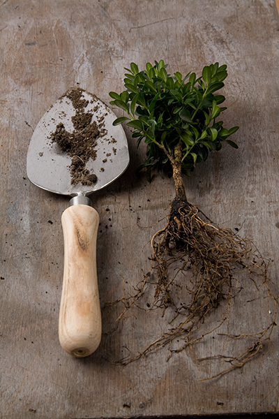 Buxus, hulst en liguster kunt u in september verplanten