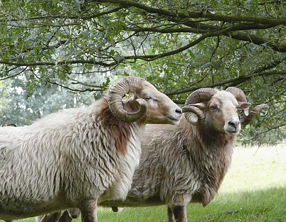 drents heideschaap ram