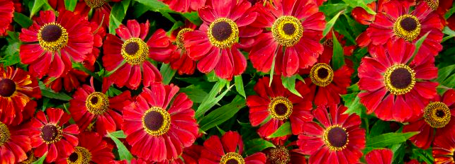 helenium rood kwekerij jacobs