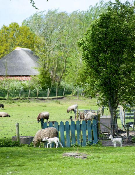 Texel schapen lammeren Texel schapen lammeren
