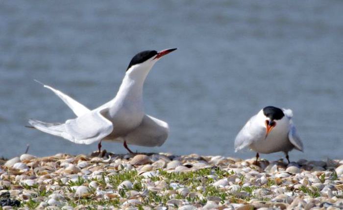Visdiefjes NAMO26736 Ferry Siemensma (bewerkt)