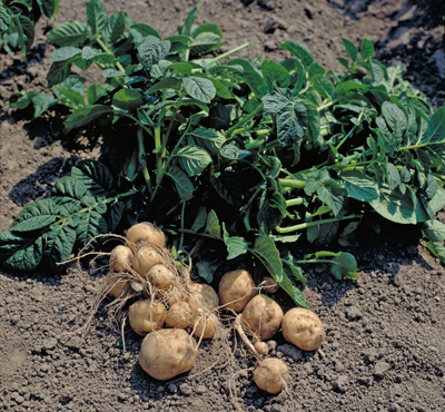 aardappels rooien poten oogsten aardappels rooien poten oogsten