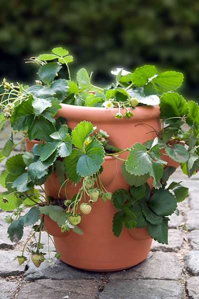 aardbeien bloempot aardbeien bloempot
