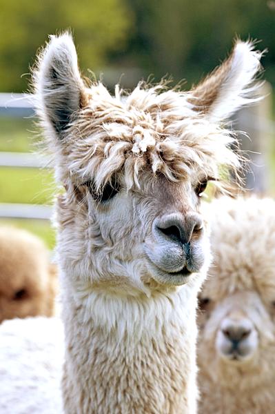 alpaca