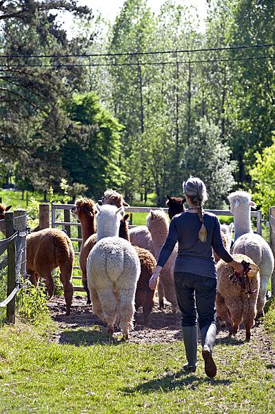 alpaca's boerderij