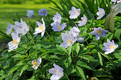 anemonen bloemen paars