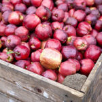 appels kist rood