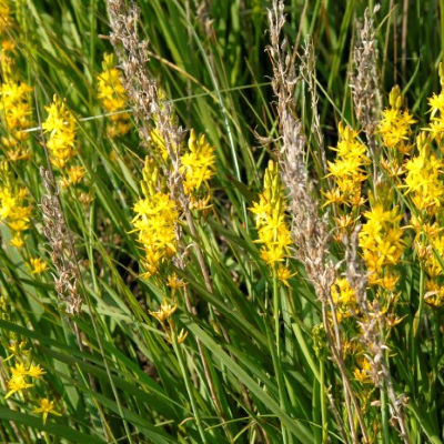 beenbreek veluwe 2