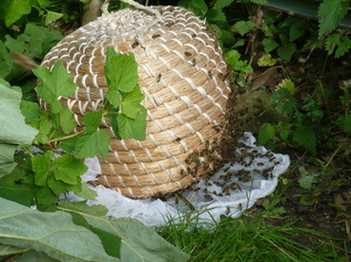 bijen