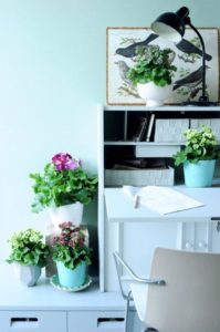 bloeiendeplanten20 (75687) hr