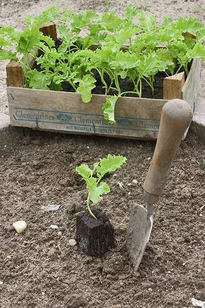 boerenkool planten moestuin