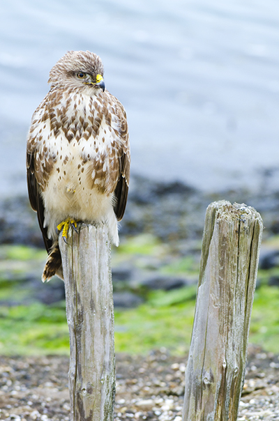 buizerd vogel paaltje buizerd vogel paaltje