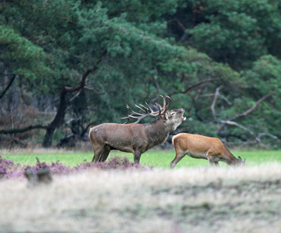 burlend-edelhert-veluwe