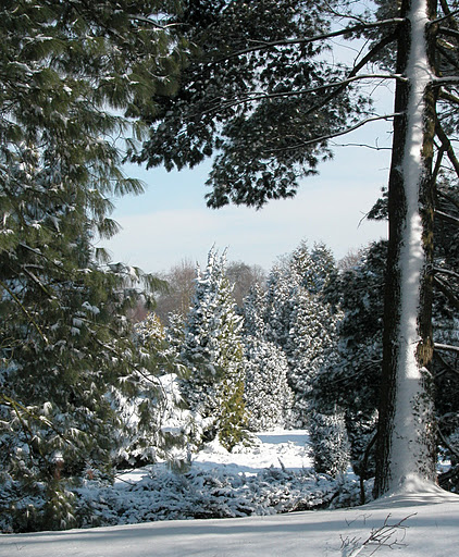 coniferenn nationale plantentuin belgie