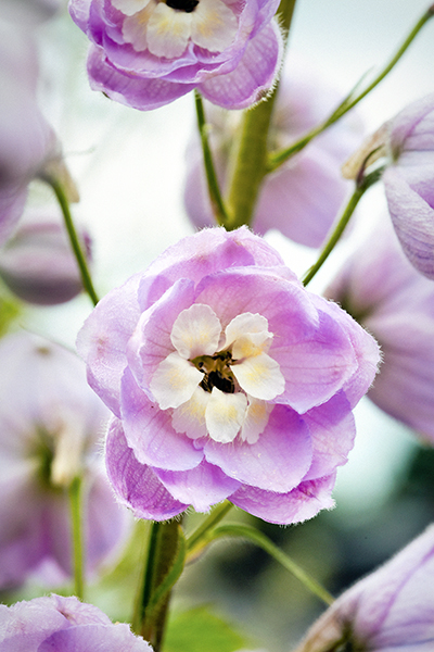 delfhinium roze