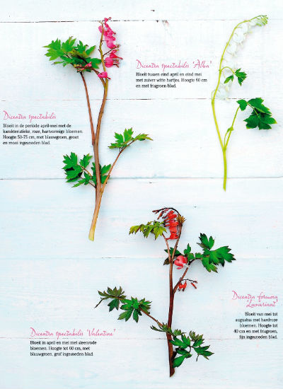 dicentra 1