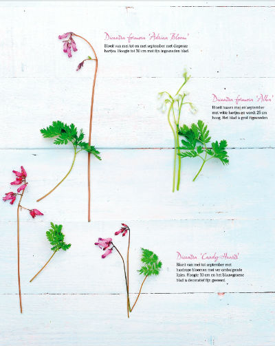 dicentra 2