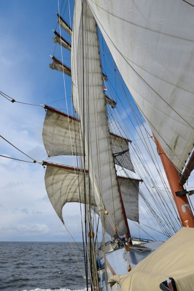 driemaster majorie 2