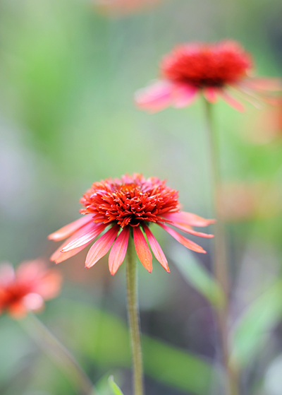 echinacea bloem echinacea bloem