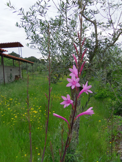 gladiool-portugal-blog