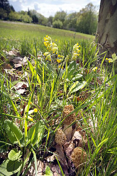 gras paddenstoelen