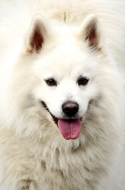 grote keeshond wit