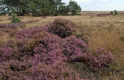 heide-hoge-veluwe