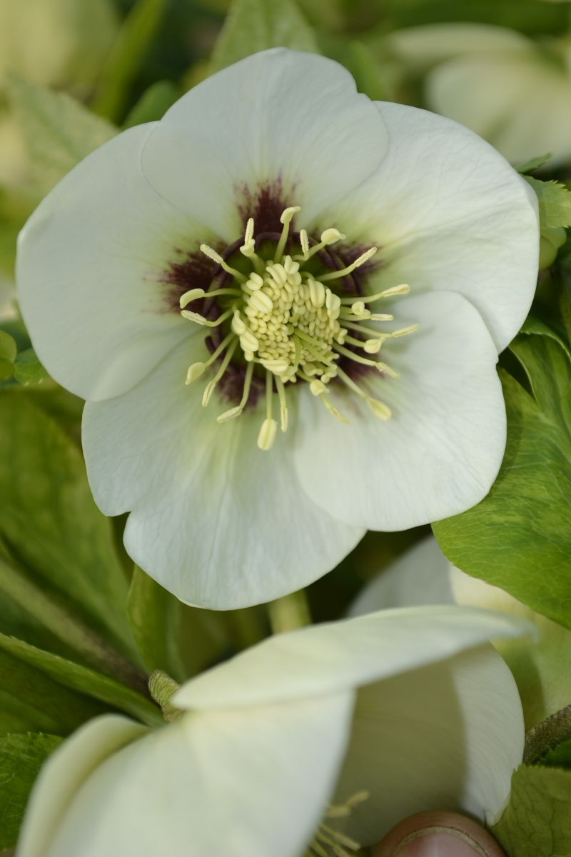 helleborus