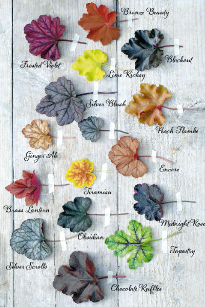 heuchera met naam