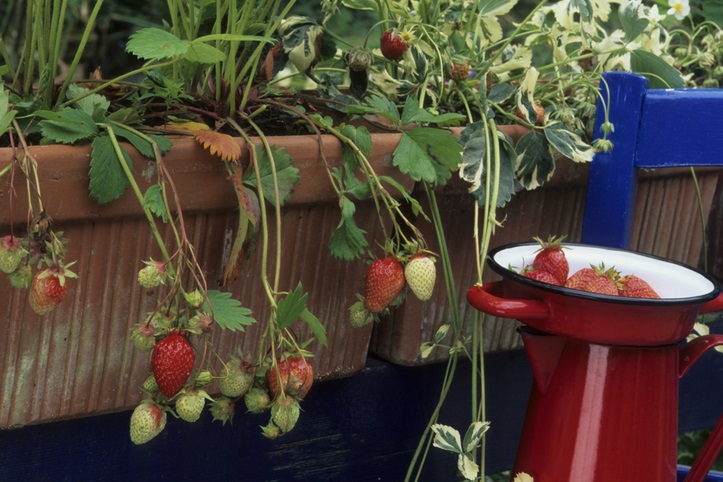 bodembedekker aardbeien in bakken - tuinaardbei