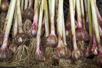knoflook