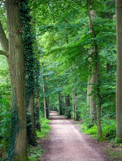 knopenlaantje-landgoed-vord