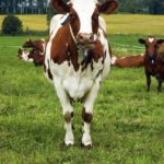 koe wei melk koe wei melk